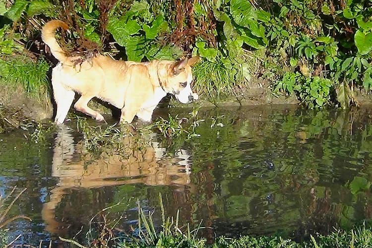 Jantar, male Mixed Breed for adoption at Ami Fundacja Pomocy Zwierzętom — photo 3 of 9
