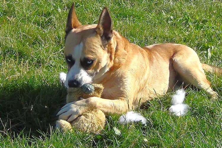 Jantar, male Mixed Breed for adoption at Ami Fundacja Pomocy Zwierzętom — photo 4 of 9