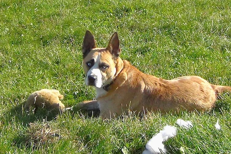 Jantar, male Mixed Breed for adoption at Ami Fundacja Pomocy Zwierzętom — photo 5 of 9