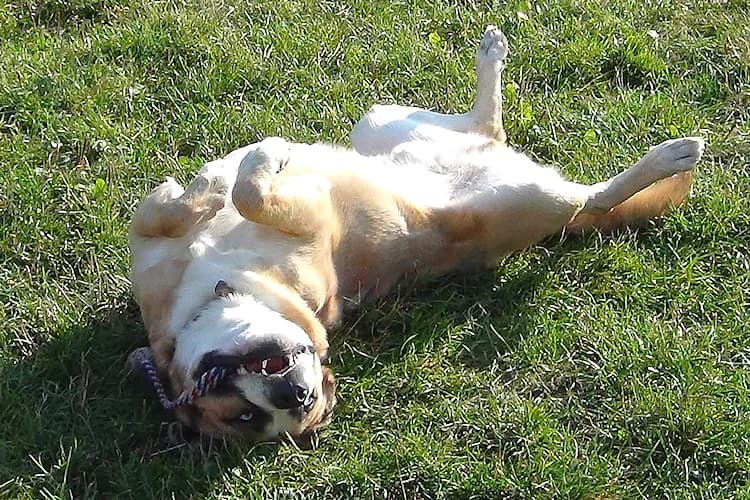Jantar, male Mixed Breed for adoption at Ami Fundacja Pomocy Zwierzętom — photo 6 of 9