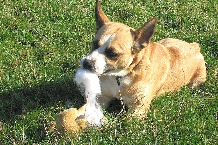 Jantar, male Mixed Breed for adoption at Ami Fundacja Pomocy Zwierzętom — photo 7 of 9