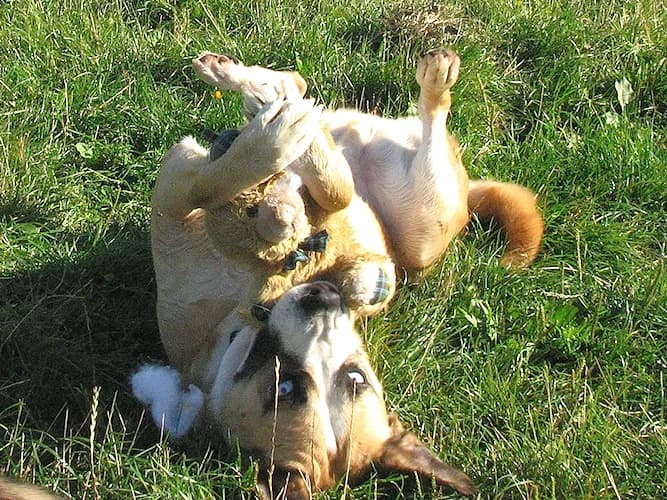 Jantar, male Mixed Breed for adoption at Ami Fundacja Pomocy Zwierzętom — photo 8 of 9