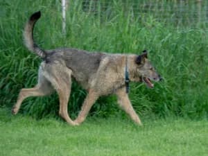 Zefir, male 7yo Mixed Breed for adoption at Ami Fundacja Pomocy Zwierzętom