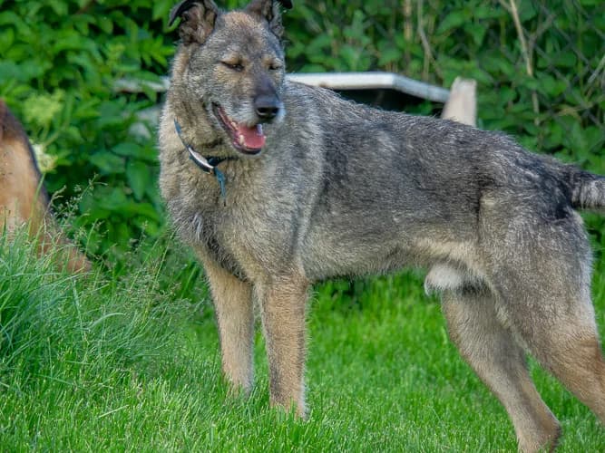 Zefir, male Mixed Breed for adoption at Ami Fundacja Pomocy Zwierzętom — photo 2 of 11