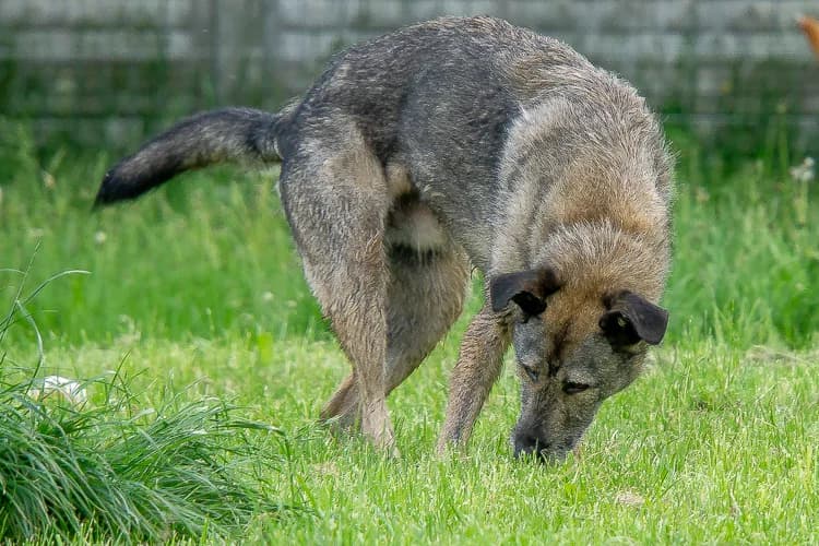 Zefir, male Mixed Breed for adoption at Ami Fundacja Pomocy Zwierzętom — photo 3 of 11