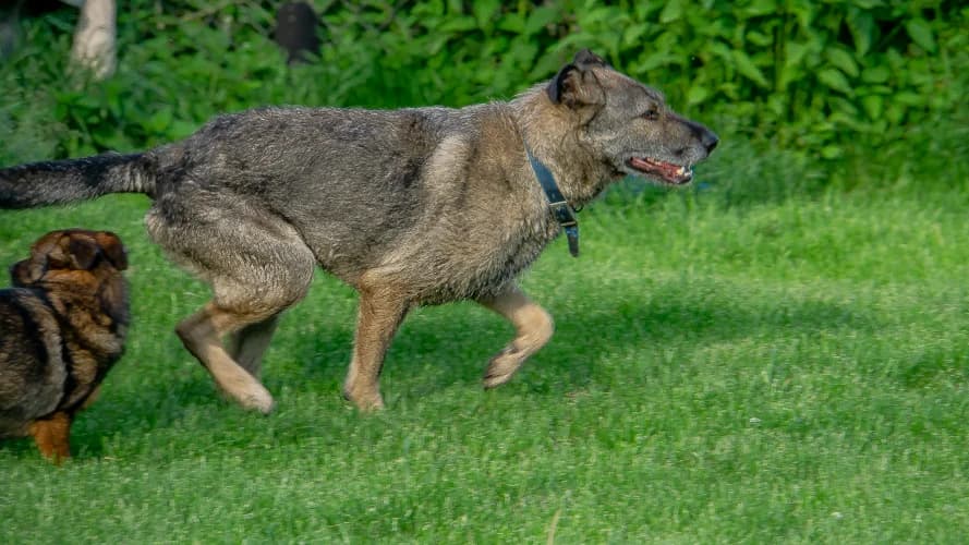 Zefir, male Mixed Breed for adoption at Ami Fundacja Pomocy Zwierzętom — photo 4 of 11