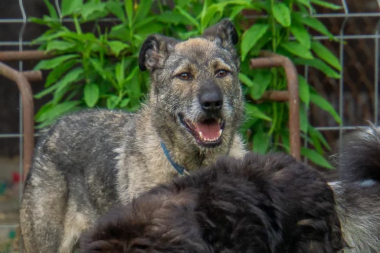 Zefir, male Mixed Breed for adoption at Ami Fundacja Pomocy Zwierzętom — photo 5 of 11