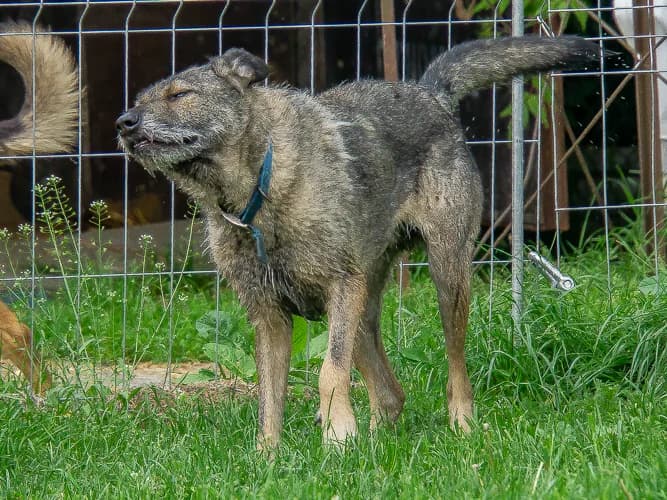 Zefir, male Mixed Breed for adoption at Ami Fundacja Pomocy Zwierzętom — photo 6 of 11