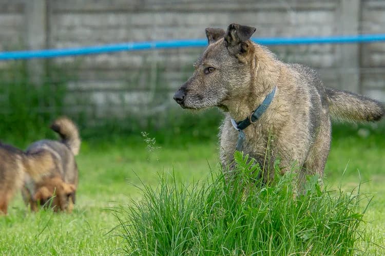 Zefir, male Mixed Breed for adoption at Ami Fundacja Pomocy Zwierzętom — photo 7 of 11