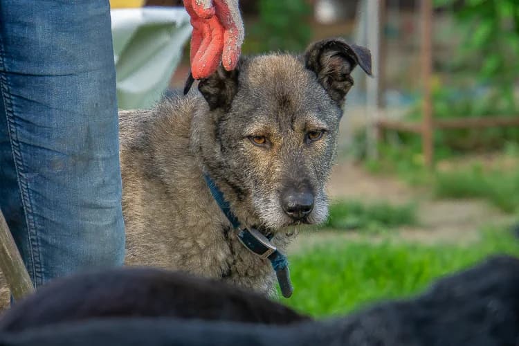 Zefir, male Mixed Breed for adoption at Ami Fundacja Pomocy Zwierzętom — photo 8 of 11