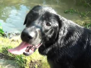 Granit, male Mixed Breed for adoption at Ami Fundacja Pomocy Zwierzętom