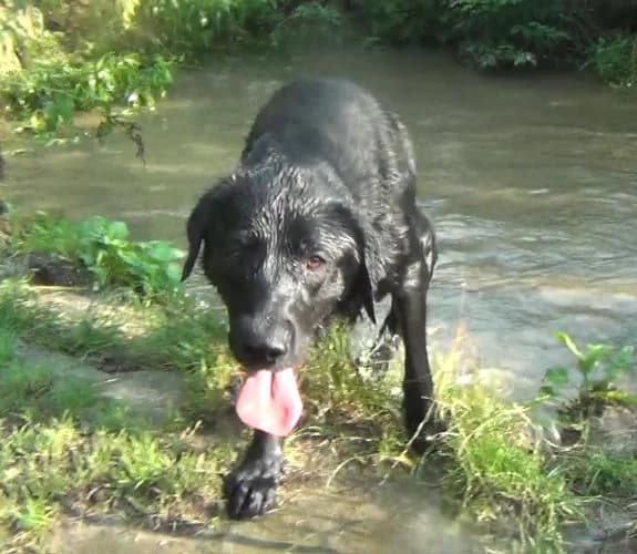 Granit, male Mixed Breed for adoption at Ami Fundacja Pomocy Zwierzętom — photo 2 of 4