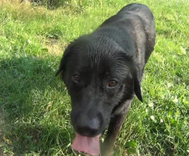 Granit, male Mixed Breed for adoption at Ami Fundacja Pomocy Zwierzętom — photo 3 of 4