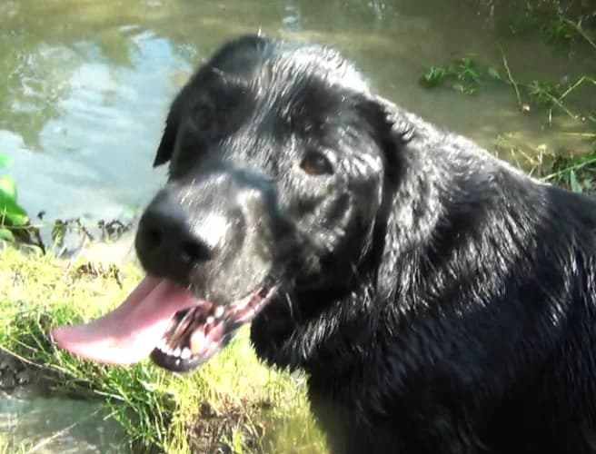 Granit, male Mixed Breed for adoption at Ami Fundacja Pomocy Zwierzętom — photo 4 of 4