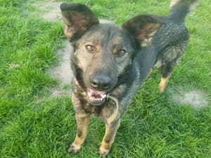 Frezja, female Mixed Breed for adoption at Ami Fundacja Pomocy Zwierzętom