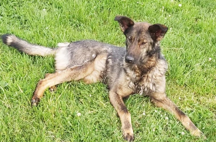 Frezja, female Mixed Breed for adoption at Ami Fundacja Pomocy Zwierzętom — photo 3 of 4