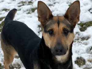 Kraska, female Mixed Breed for adoption at Ami Fundacja Pomocy Zwierzętom