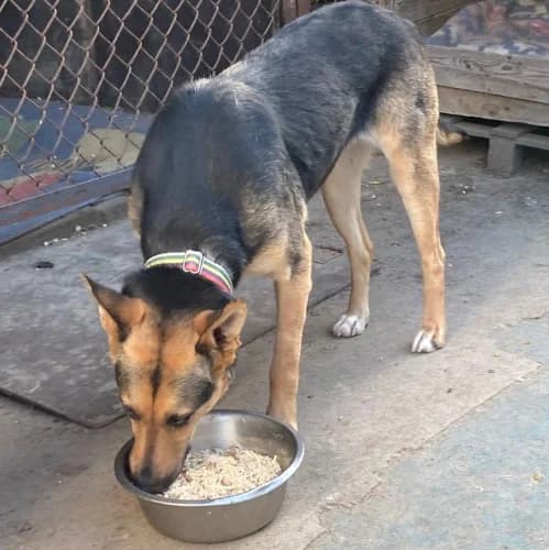 Kraska, female Mixed Breed for adoption at Ami Fundacja Pomocy Zwierzętom — photo 2 of 14