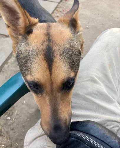 Kraska, female Mixed Breed for adoption at Ami Fundacja Pomocy Zwierzętom — photo 3 of 14