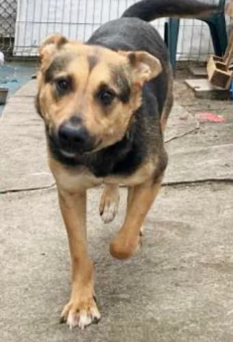 Kraska, female Mixed Breed for adoption at Ami Fundacja Pomocy Zwierzętom — photo 4 of 14