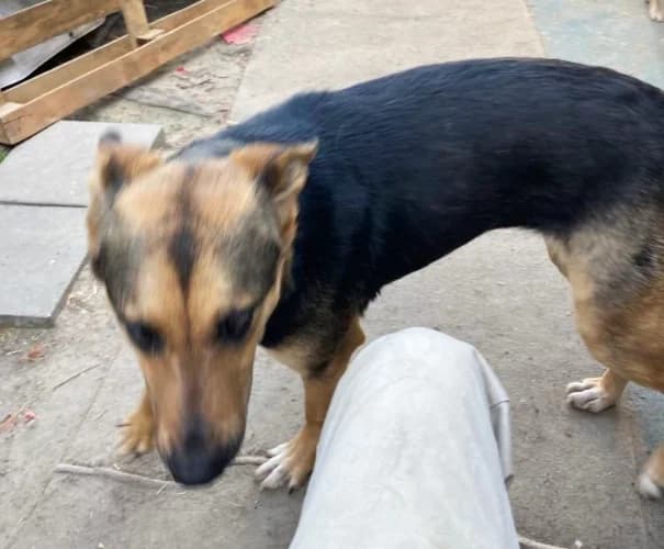 Kraska, female Mixed Breed for adoption at Ami Fundacja Pomocy Zwierzętom — photo 5 of 14