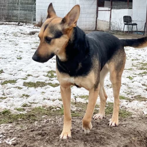 Kraska, female Mixed Breed for adoption at Ami Fundacja Pomocy Zwierzętom — photo 6 of 14