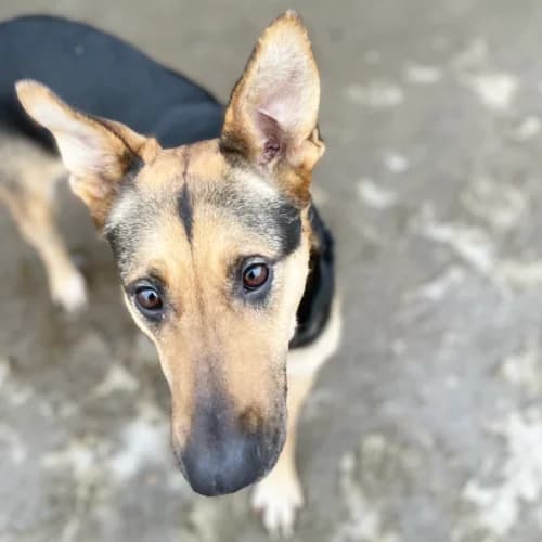 Kraska, female Mixed Breed for adoption at Ami Fundacja Pomocy Zwierzętom — photo 7 of 14