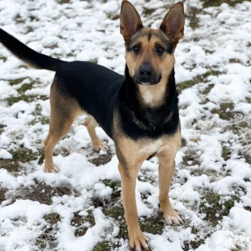 Kraska, female Mixed Breed for adoption at Ami Fundacja Pomocy Zwierzętom — photo 8 of 14