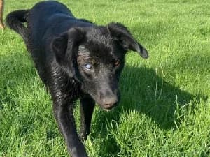 Irys, male Mixed Breed for adoption at Ami Fundacja Pomocy Zwierzętom