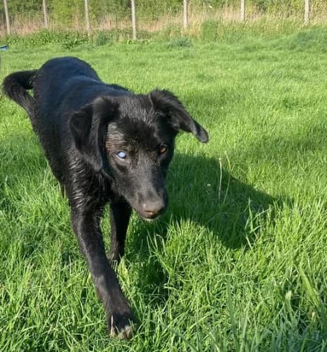 Irys, male Mixed Breed for adoption at Ami Fundacja Pomocy Zwierzętom — photo 2 of 8