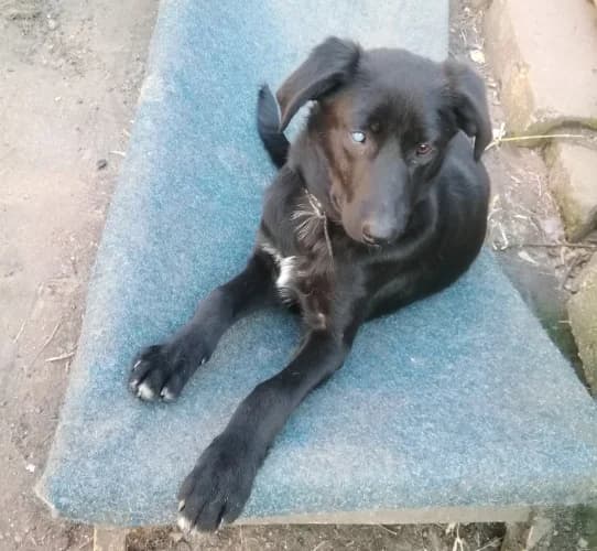 Irys, male Mixed Breed for adoption at Ami Fundacja Pomocy Zwierzętom — photo 3 of 8