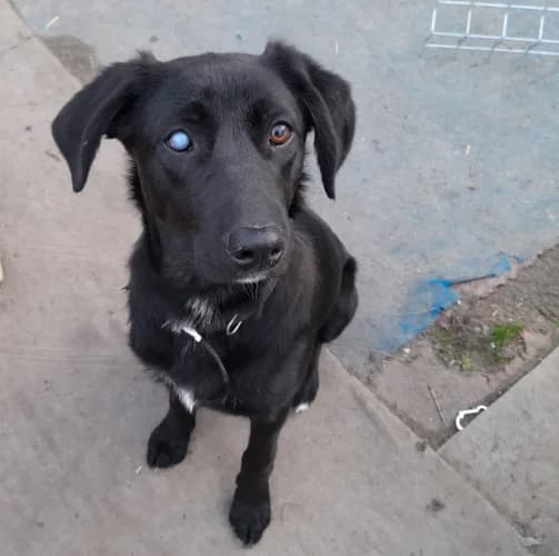 Irys, male Mixed Breed for adoption at Ami Fundacja Pomocy Zwierzętom — photo 4 of 8