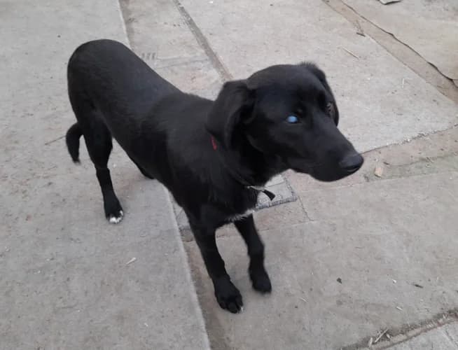Irys, male Mixed Breed for adoption at Ami Fundacja Pomocy Zwierzętom — photo 5 of 8