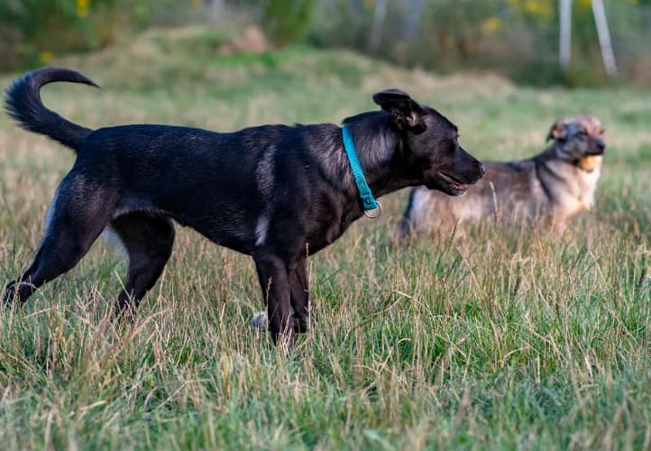 Irys, male Mixed Breed for adoption at Ami Fundacja Pomocy Zwierzętom — photo 6 of 8
