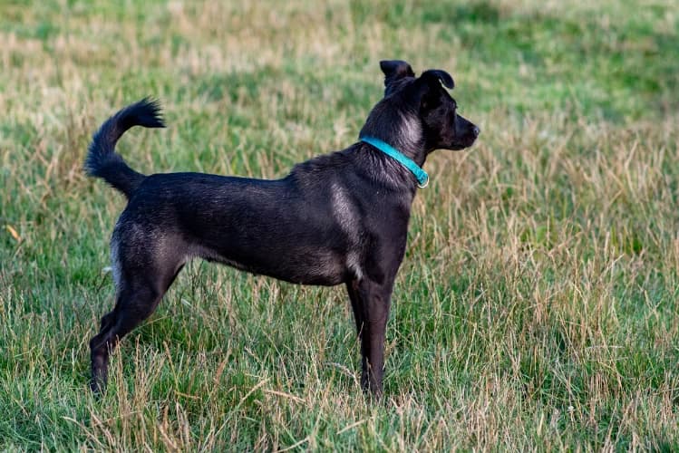 Irys, male Mixed Breed for adoption at Ami Fundacja Pomocy Zwierzętom — photo 7 of 8