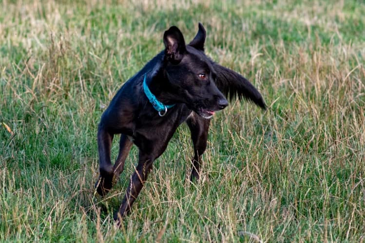 Irys, male Mixed Breed for adoption at Ami Fundacja Pomocy Zwierzętom — photo 8 of 8