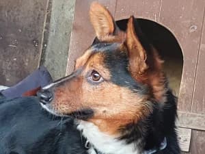 Jaspis, male Mixed Breed for adoption at Ami Fundacja Pomocy Zwierzętom