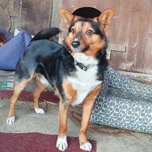 Jaspis, male Mixed Breed for adoption at Ami Fundacja Pomocy Zwierzętom — photo 2 of 4