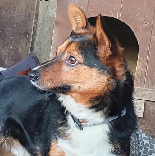 Jaspis, male Mixed Breed for adoption at Ami Fundacja Pomocy Zwierzętom — photo 3 of 4