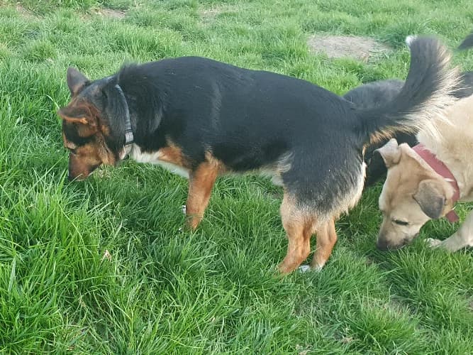 Jaspis, male Mixed Breed for adoption at Ami Fundacja Pomocy Zwierzętom — photo 4 of 4