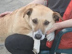 Słomka, female Mixed Breed for adoption at Ami Fundacja Pomocy Zwierzętom