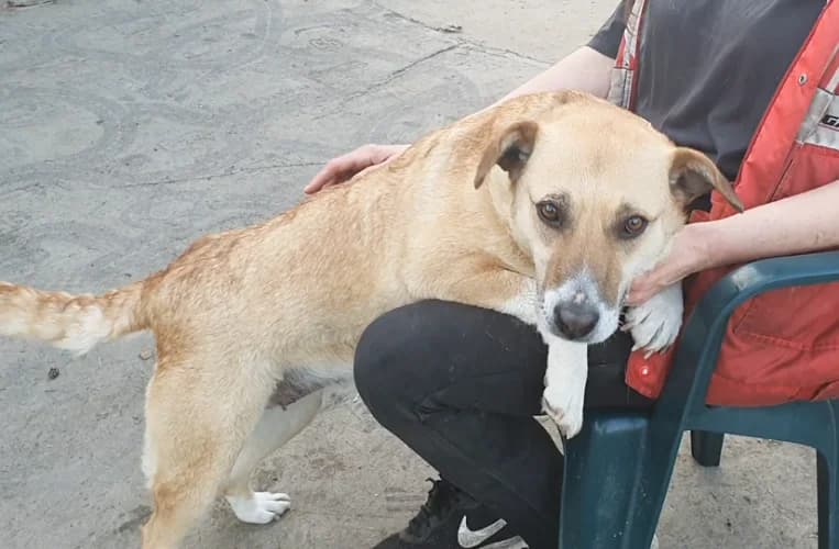 Słomka, female Mixed Breed for adoption at Ami Fundacja Pomocy Zwierzętom — photo 2 of 3