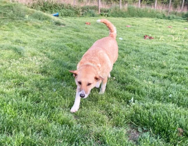 Słomka, female Mixed Breed for adoption at Ami Fundacja Pomocy Zwierzętom — photo 3 of 3
