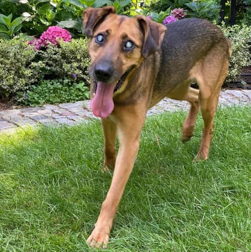 Groszek, male Mixed Breed for adoption at Ami Fundacja Pomocy Zwierzętom — photo 3 of 12