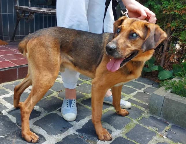 Groszek, male Mixed Breed for adoption at Ami Fundacja Pomocy Zwierzętom — photo 4 of 12