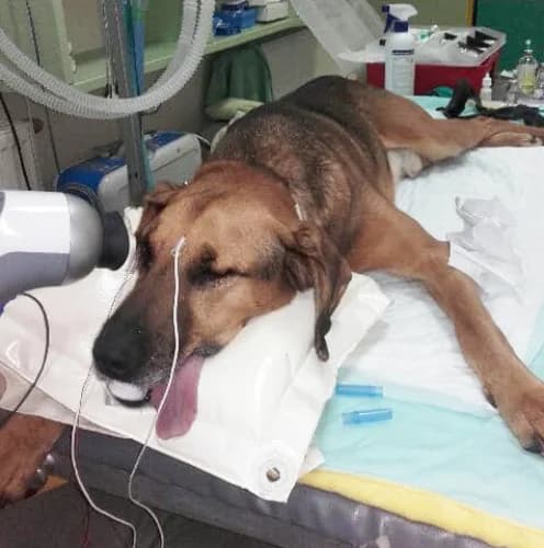 Groszek, male Mixed Breed for adoption at Ami Fundacja Pomocy Zwierzętom — photo 5 of 12