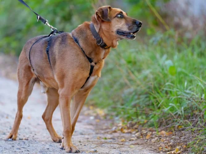 Groszek, male Mixed Breed for adoption at Ami Fundacja Pomocy Zwierzętom — photo 6 of 12