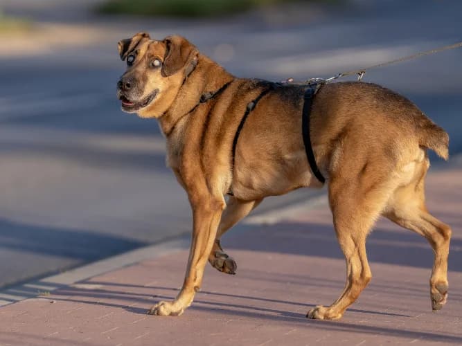 Groszek, male Mixed Breed for adoption at Ami Fundacja Pomocy Zwierzętom — photo 7 of 12