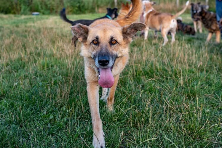 Malwa, female Mixed Breed for adoption at Ami Fundacja Pomocy Zwierzętom — photo 2 of 5