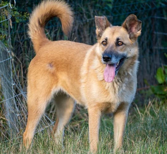 Malwa, female Mixed Breed for adoption at Ami Fundacja Pomocy Zwierzętom — photo 3 of 5